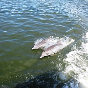 Dolphins_8-12 012